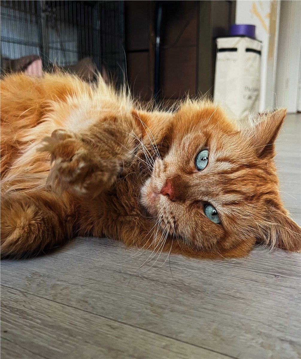 Ogen zo blauw als de zee en een vacht zo zacht als katoen… Indy, een prachtige oranje kat. 🐱🩵🧡