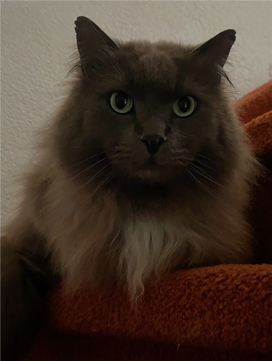Mochie: een vacht zo zacht als katoen en een hypnotiserende blik. 🐱✨