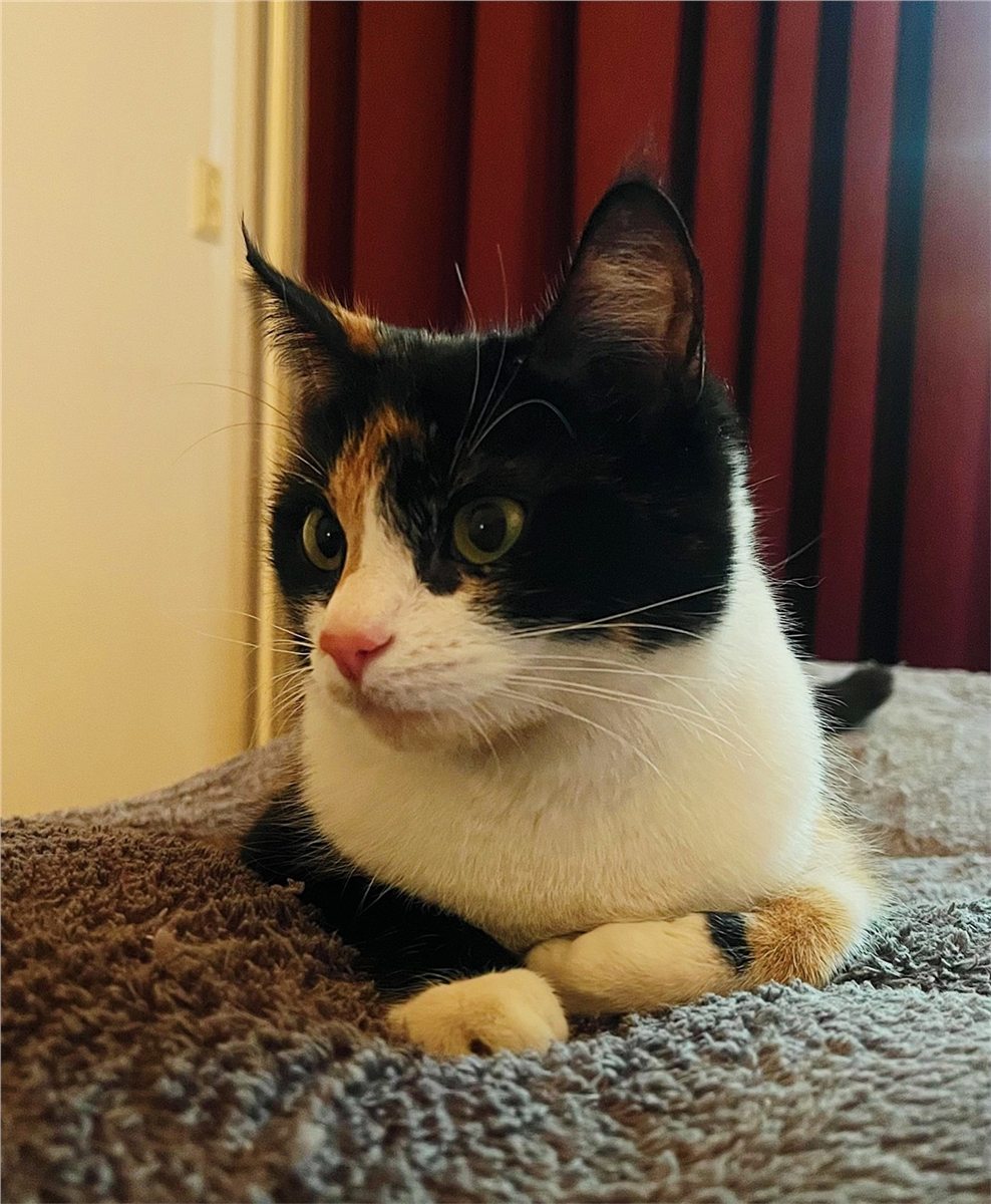 De lieve, kleine Mila, op wie ik deze week mocht passen. 🥰🐱🐾