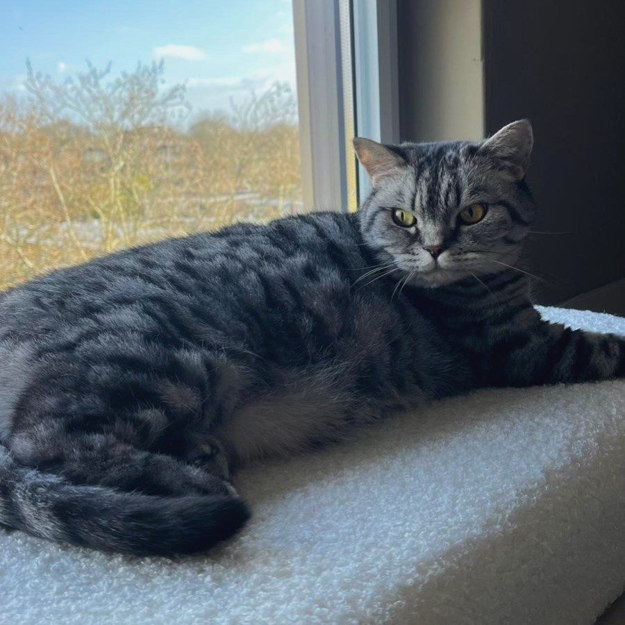 Ik zorg voor het eten, Bailey doet het modellenwerk. 🐈📸🤍
