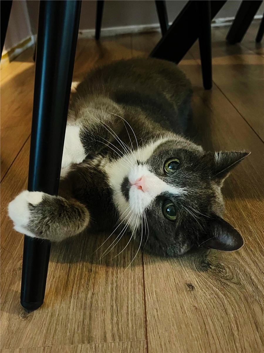 Eerst spelen, daarna knuffels. Dikkie’s volgorde verandert nooit. 🐾🤍😸