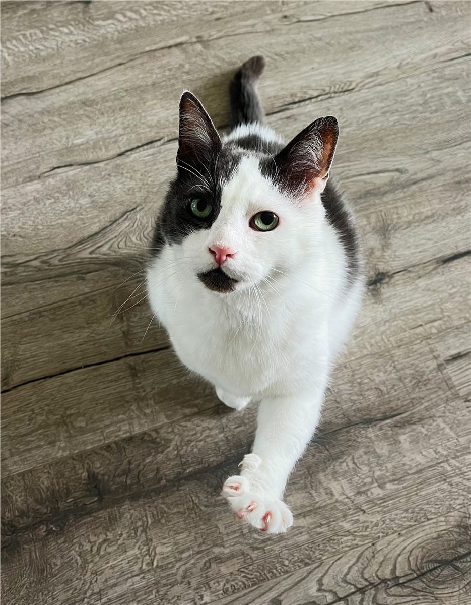 Sommigen geven een knuffel, Franky steekt zijn pootje uit. 🐾🤍